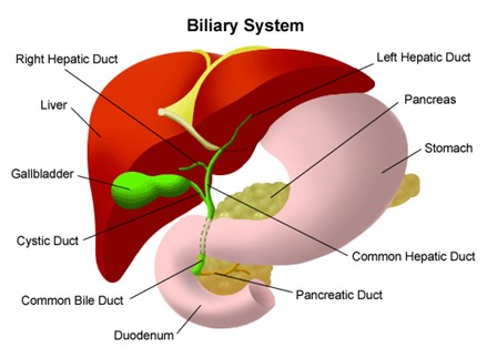 common bile duct ultrasound. form the common bile duct.