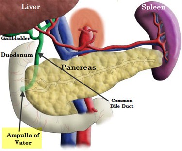 Ampulla of Vater