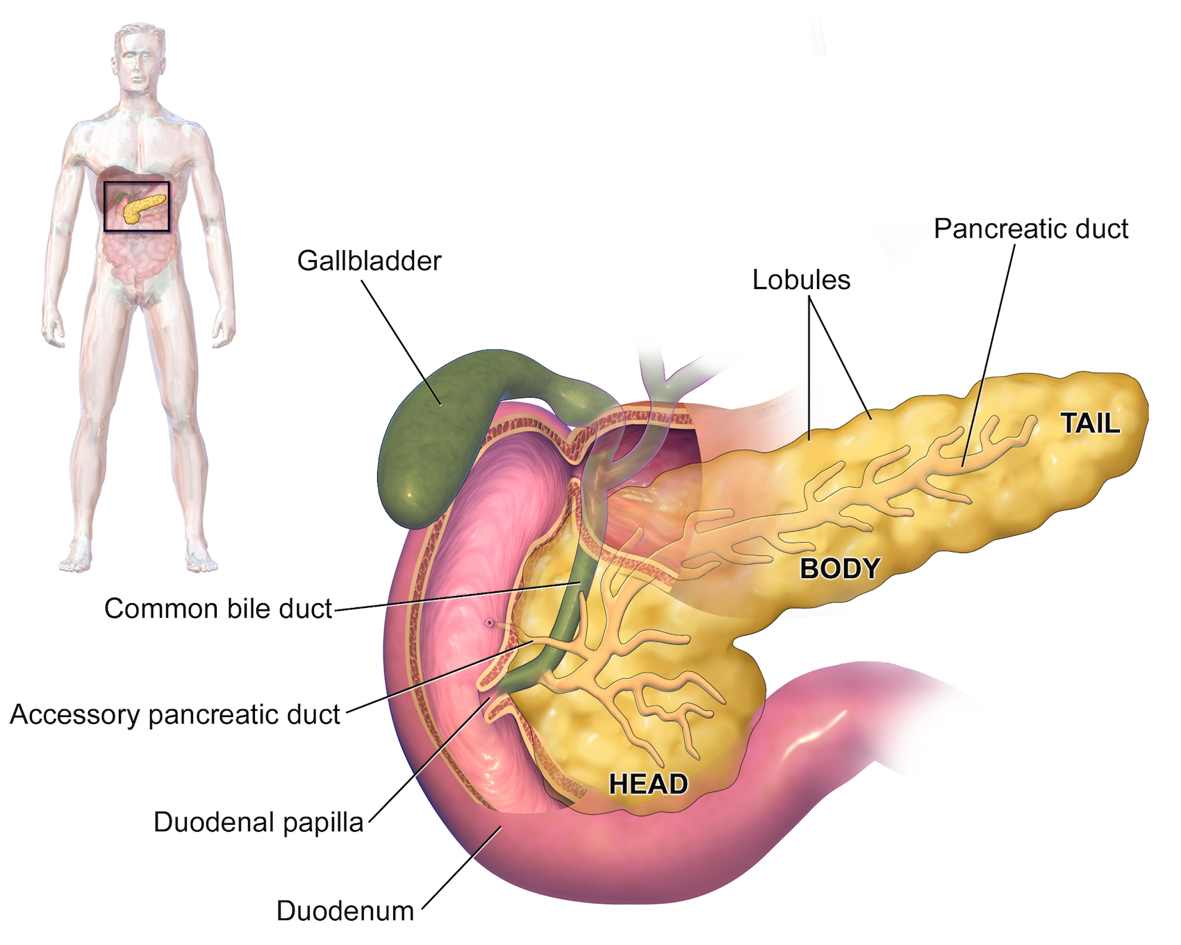 Surgical Oncology Program Pancreatic Cysts